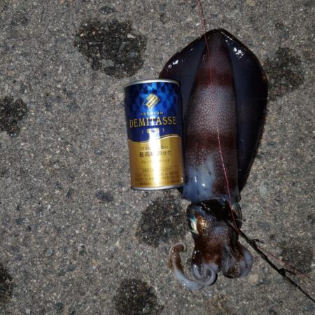 春アオリイカ狙い