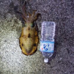 春アオリイカ狙い