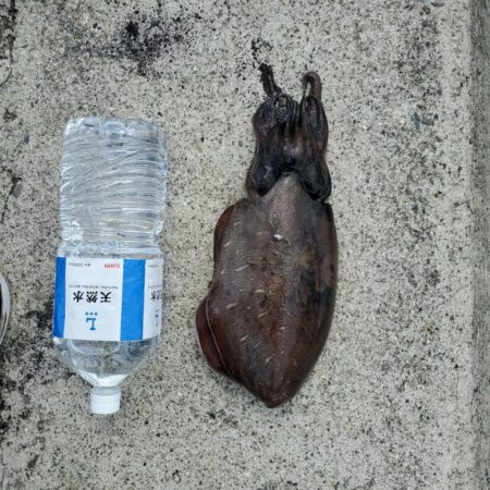 春アオリイカ狙い