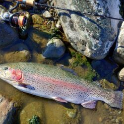 ラインブレイク多発 ～岡崎トラウトポンド～…