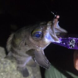 やっとマシなサイズが