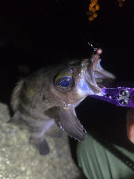 やっとマシなサイズが