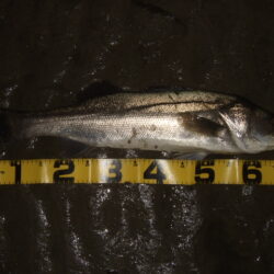 久々の河川シーバス