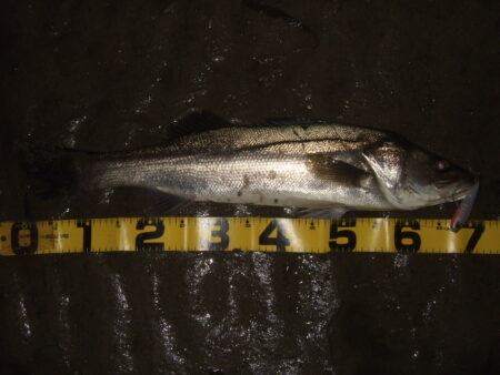 久々の河川シーバス