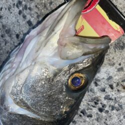 爆風ライトゲームでランカーGET❗️