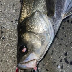 雨中のメバリング