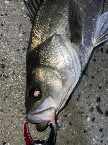 雨中のメバリング