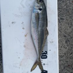 ギガアジを求めてリベンジ