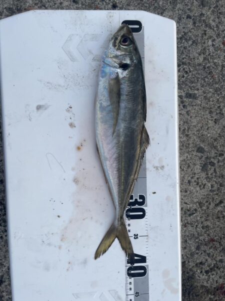 ギガアジを求めてリベンジ