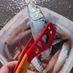 イワシ爆釣なり!