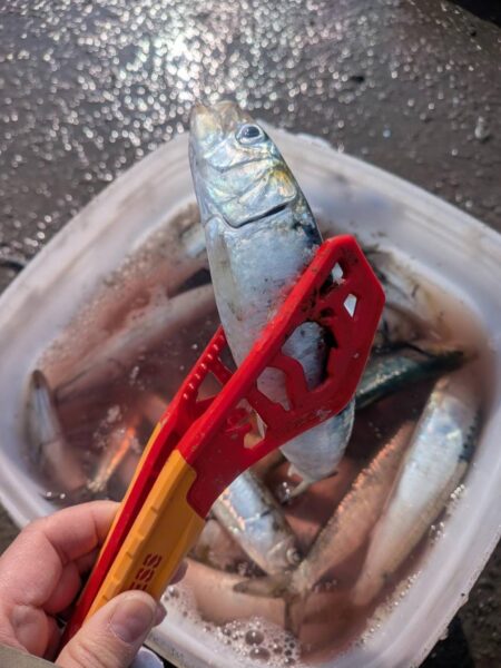 イワシ爆釣なり!