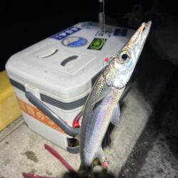 初心者必見・カマス爆釣り