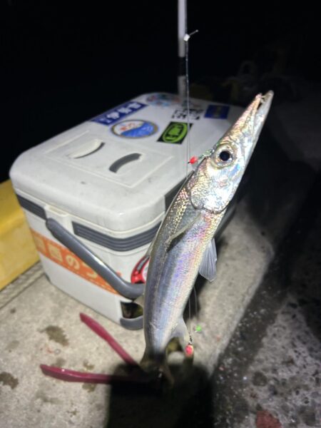 初心者必見・カマス爆釣り