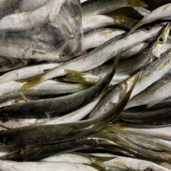 連続カマス釣り