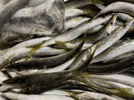 連続カマス釣り