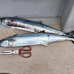 舞鶴ジギング船サワラ便で爆釣