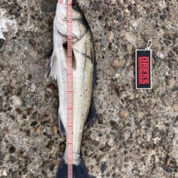 久々の釣行&釣果