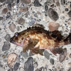 良型メバルにカサゴ入れ食い！