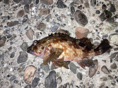 良型メバルにカサゴ入れ食い！