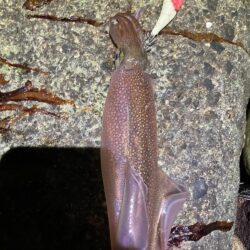 今年初ヤリイカ