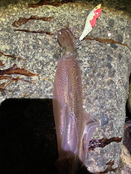 今年初ヤリイカ