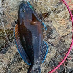 和歌山県串本須江（浜勝渡船）でグレ釣り