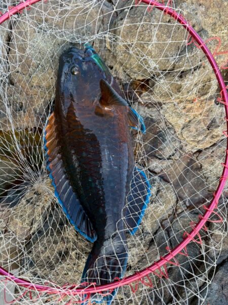 和歌山県串本須江（浜勝渡船）でグレ釣り