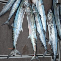 ブレードジギング