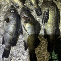 アジングのはずが、、