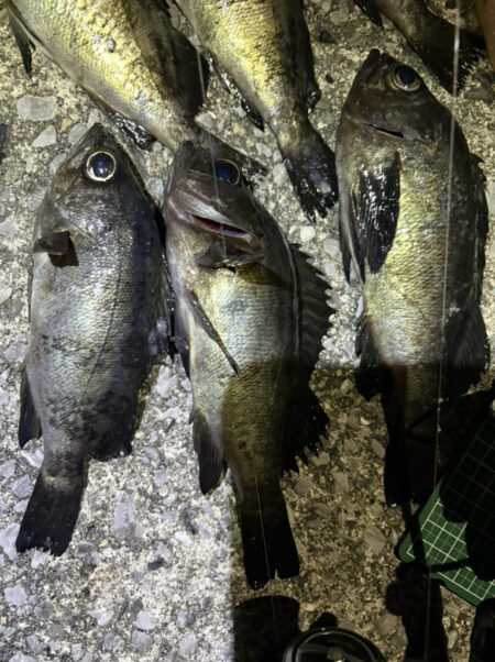 アジングのはずが、、