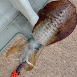 アオリイカティップラン