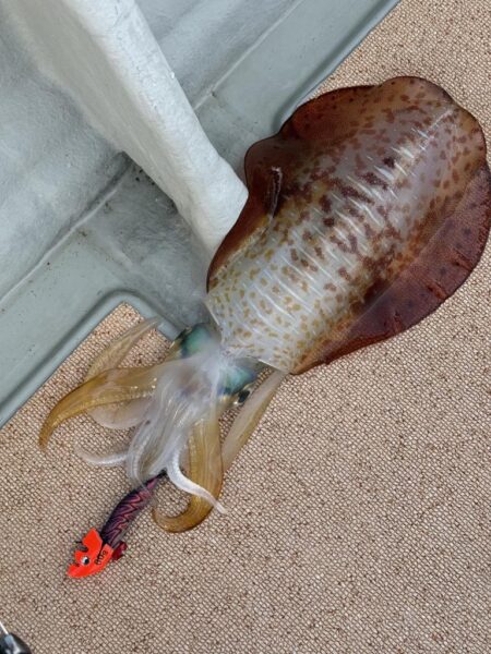 アオリイカティップラン