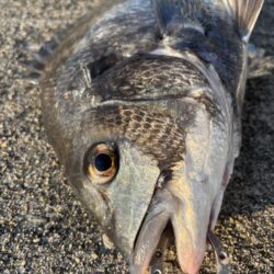 久しぶりのチヌ釣れました