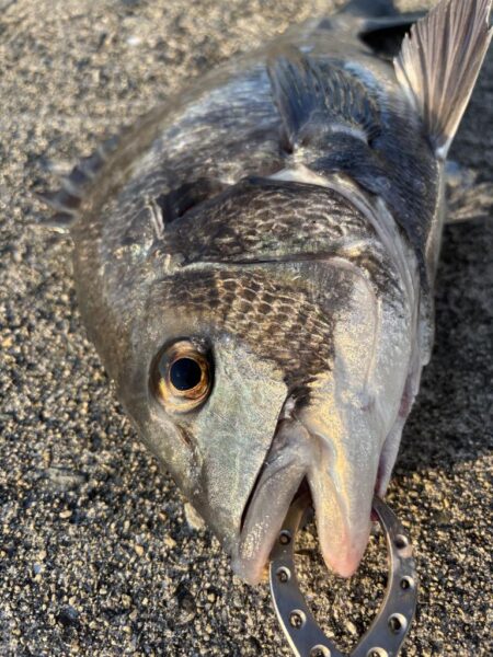 久しぶりのチヌ釣れました