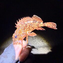 バレンタインデーメバリング