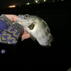 東二見メバル24