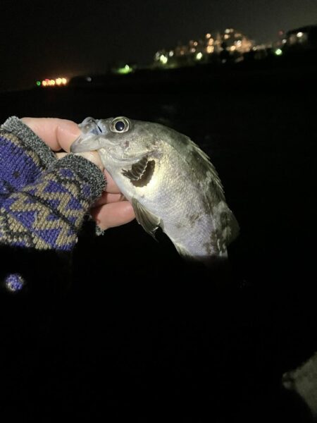 東二見メバル24