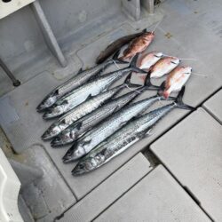 サワラブレードジギング