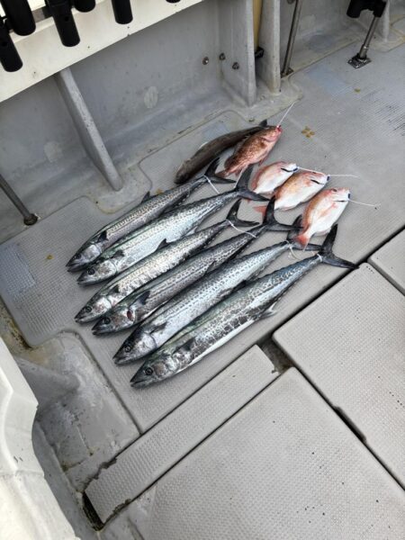 サワラブレードジギング