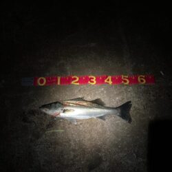 バチ抜けシーズンk開始か⁉︎