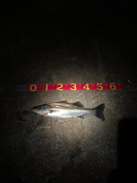 バチ抜けシーズンk開始か⁉︎