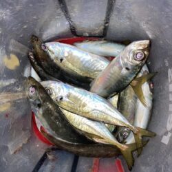 シーバスロッドでフロートアジング