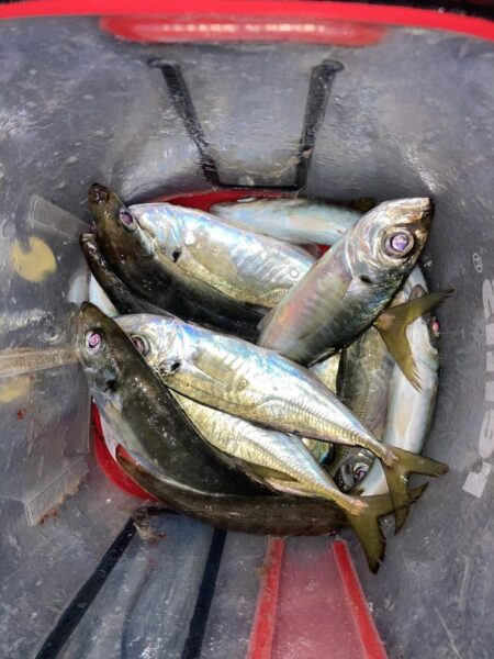 シーバスロッドでフロートアジング