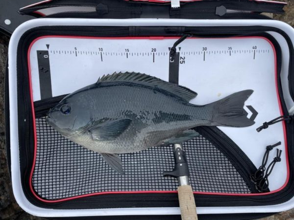 寒グレ、乗っ込み?チヌ