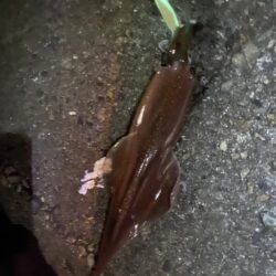 久しぶりのヤリイカ釣り