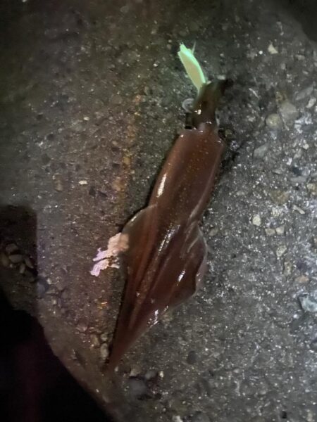 久しぶりのヤリイカ釣り