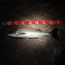 久しぶりの釣行で70cmGET☆