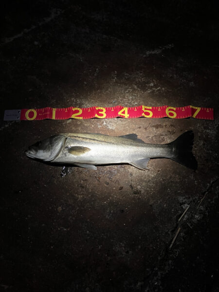 久しぶりの釣行で70cmGET☆