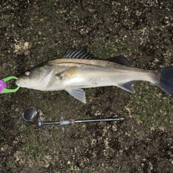 アフター狙いの地元河川