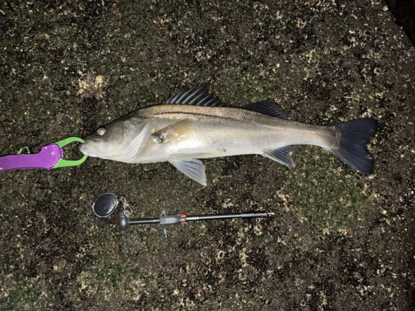 アフター狙いの地元河川